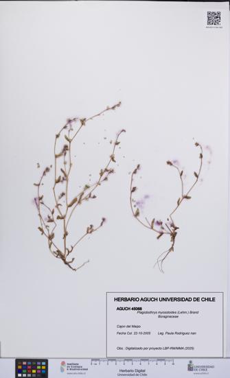 Plagiobothrys myosotoides [Espécimen: UCH:AGUCH:0045068]