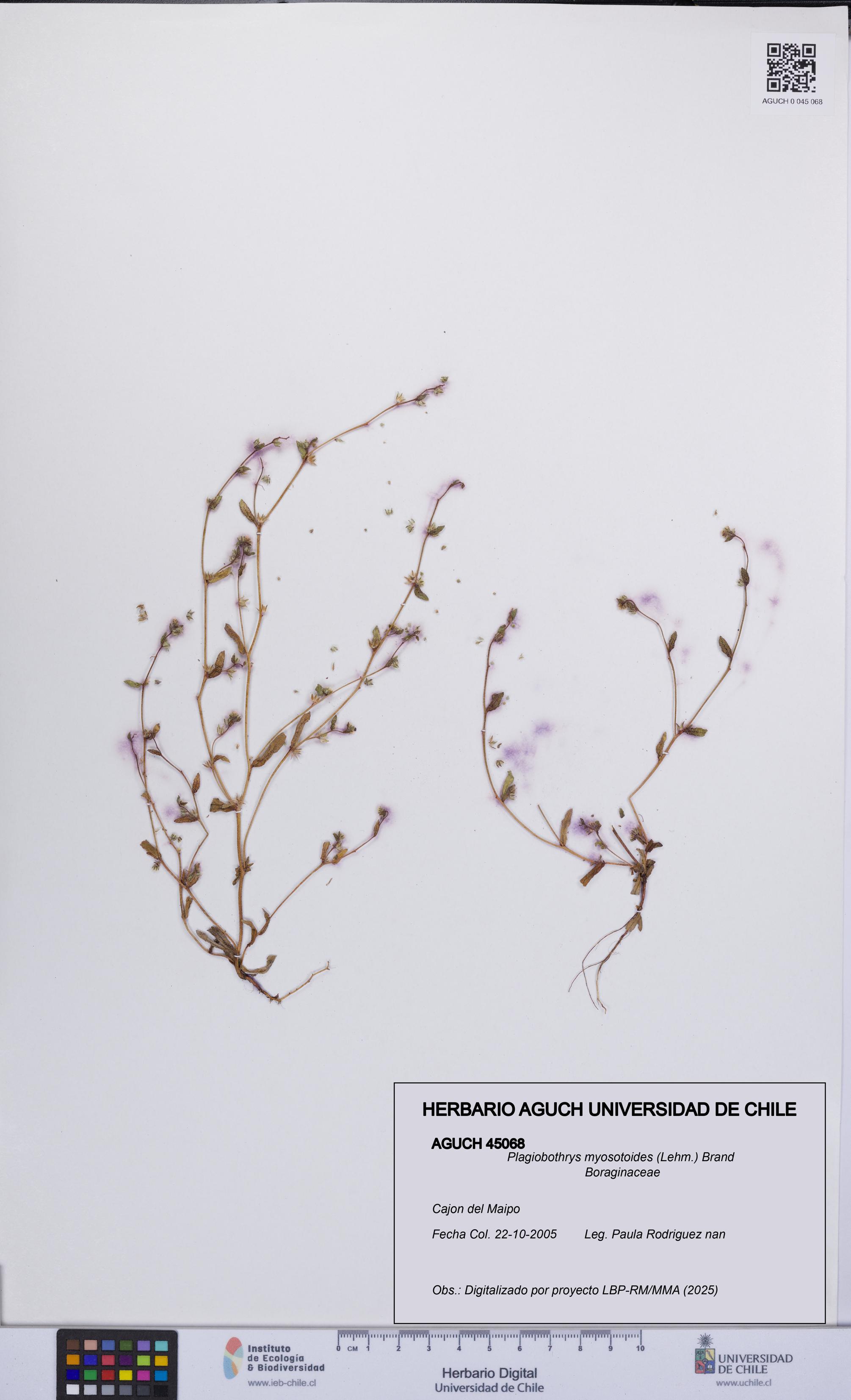 Plagiobothrys myosotoides [Espécimen: UCH:AGUCH:0045068]