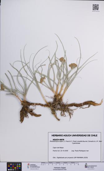 Rhodoscirpus asper [Espécimen: UCH:AGUCH:0045076]