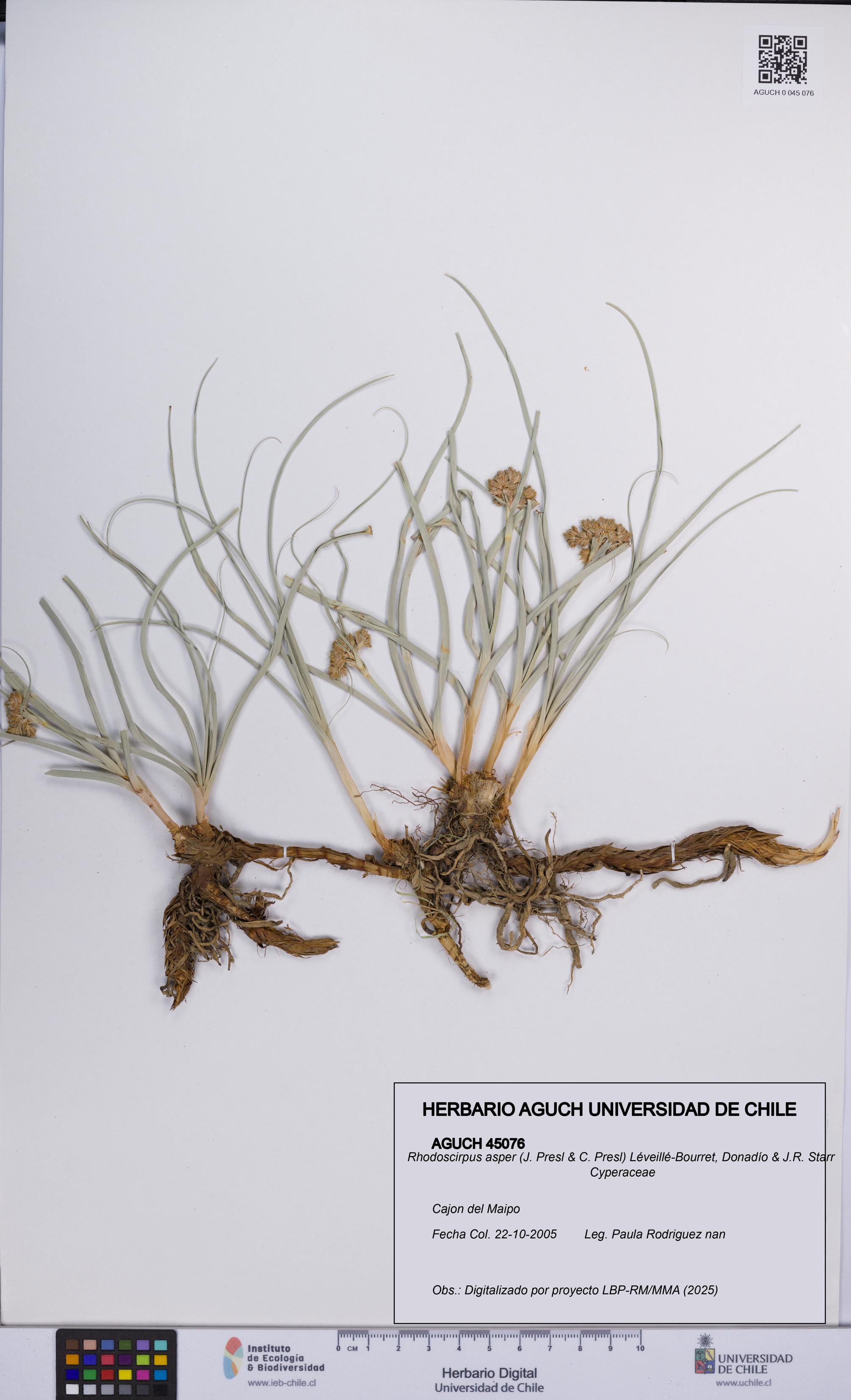 Rhodoscirpus asper [Espécimen: UCH:AGUCH:0045076]