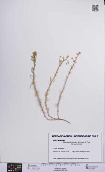 Spergularia rubra [Espécimen: UCH:AGUCH:0045080]