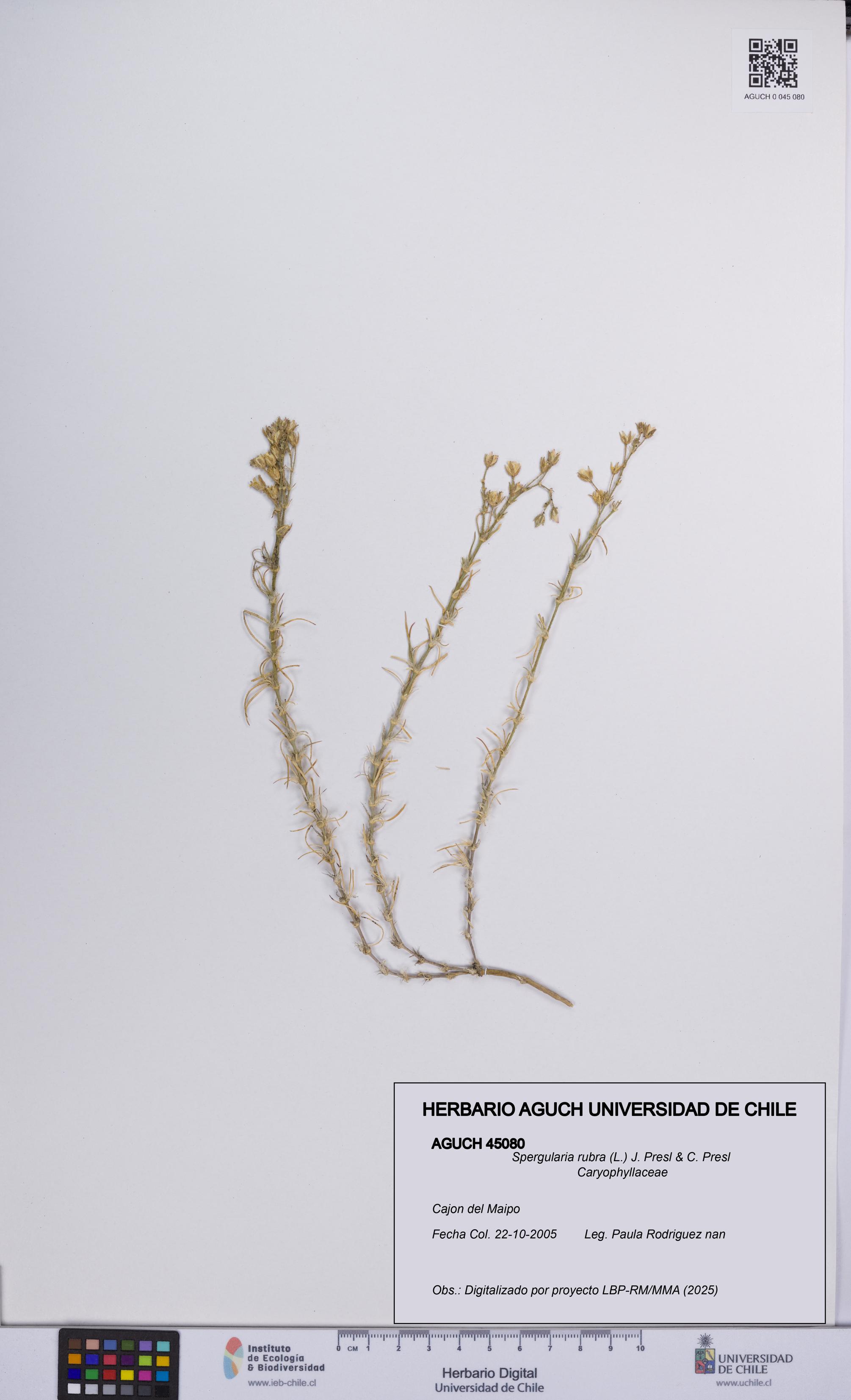 Spergularia rubra [Espécimen: UCH:AGUCH:0045080]
