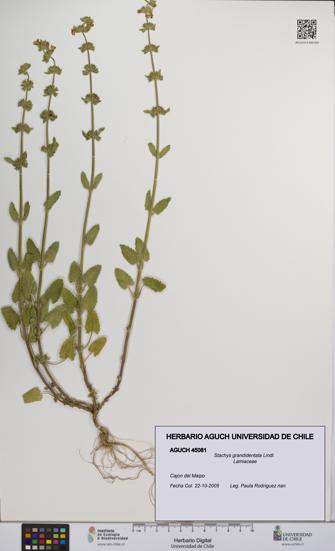 Stachys grandidentata [Espécimen: UCH:AGUCH:0045081]