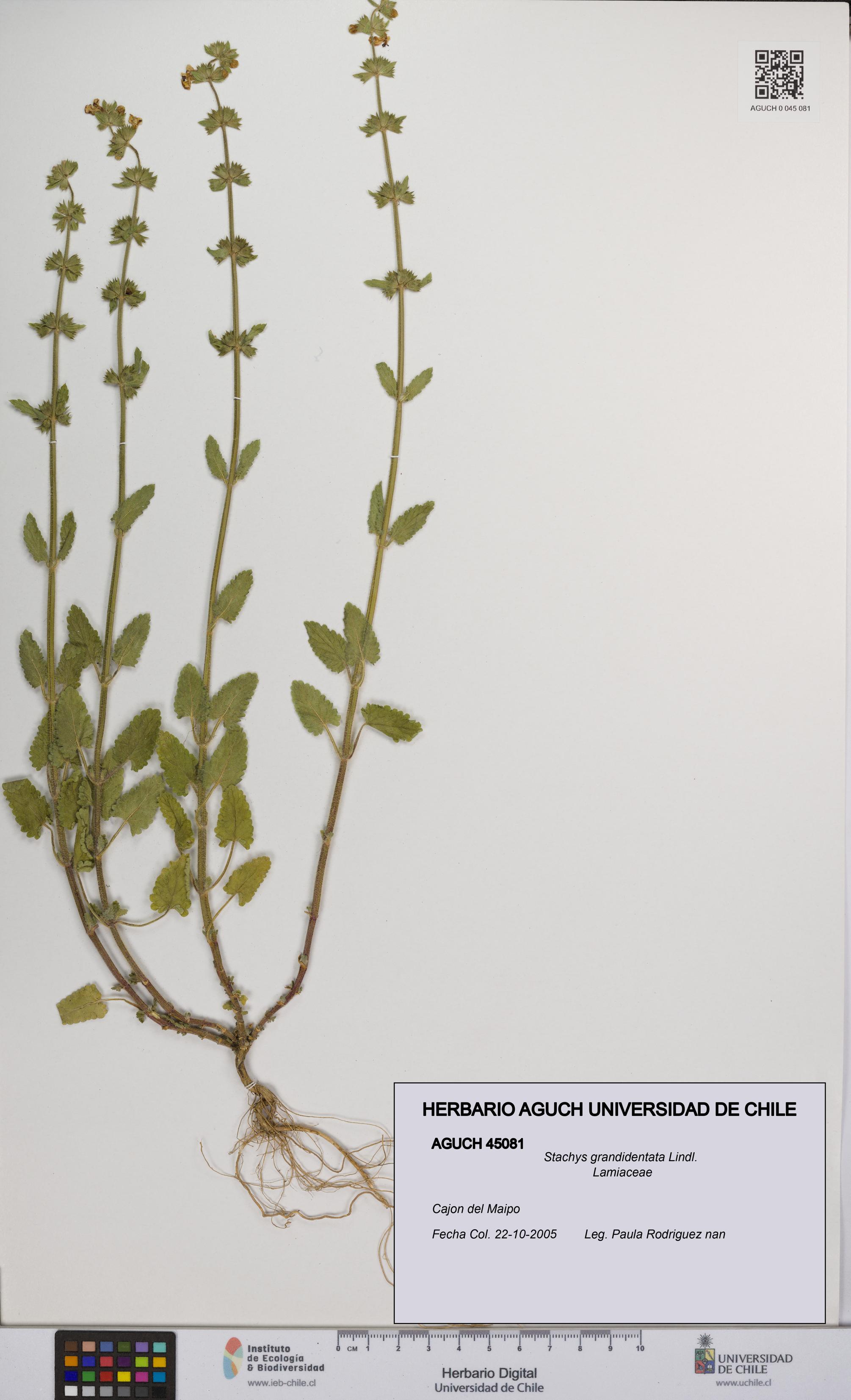 Stachys grandidentata [Espécimen: UCH:AGUCH:0045081]
