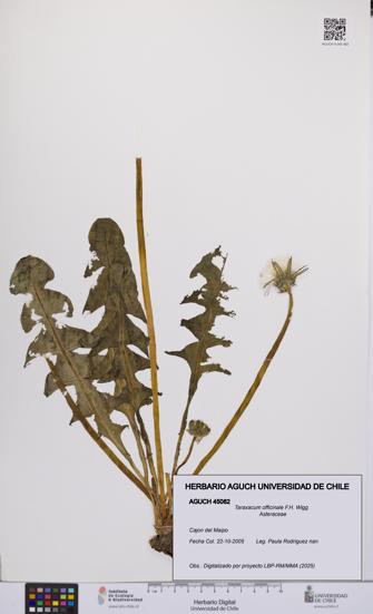 Taraxacum officinale [Espécimen: UCH:AGUCH:0045082]