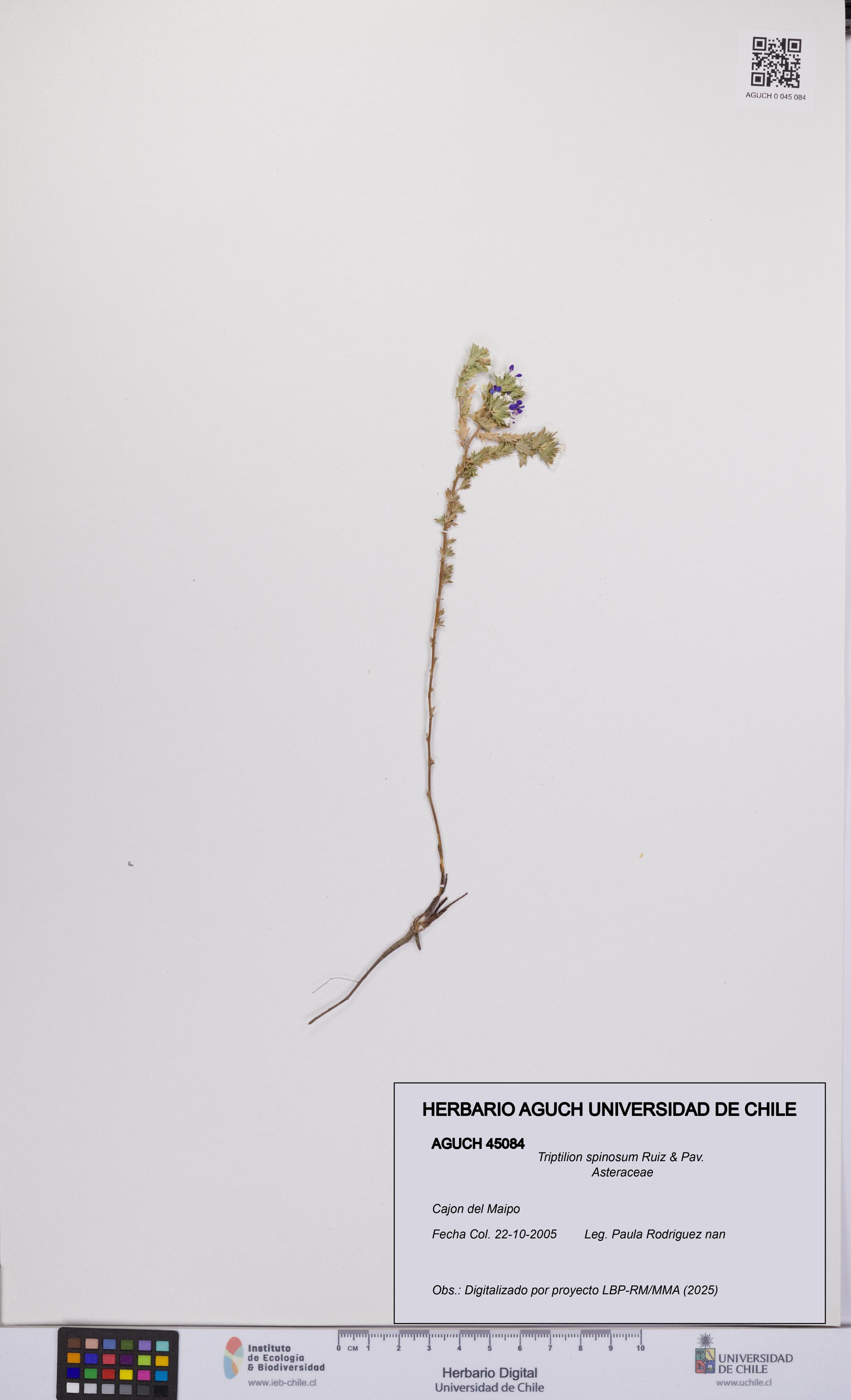 Triptilion spinosum [Espécimen: UCH:AGUCH:0045084]