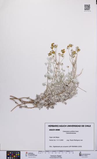 Calceolaria polifolia [Espécimen: UCH:AGUCH:0045090]