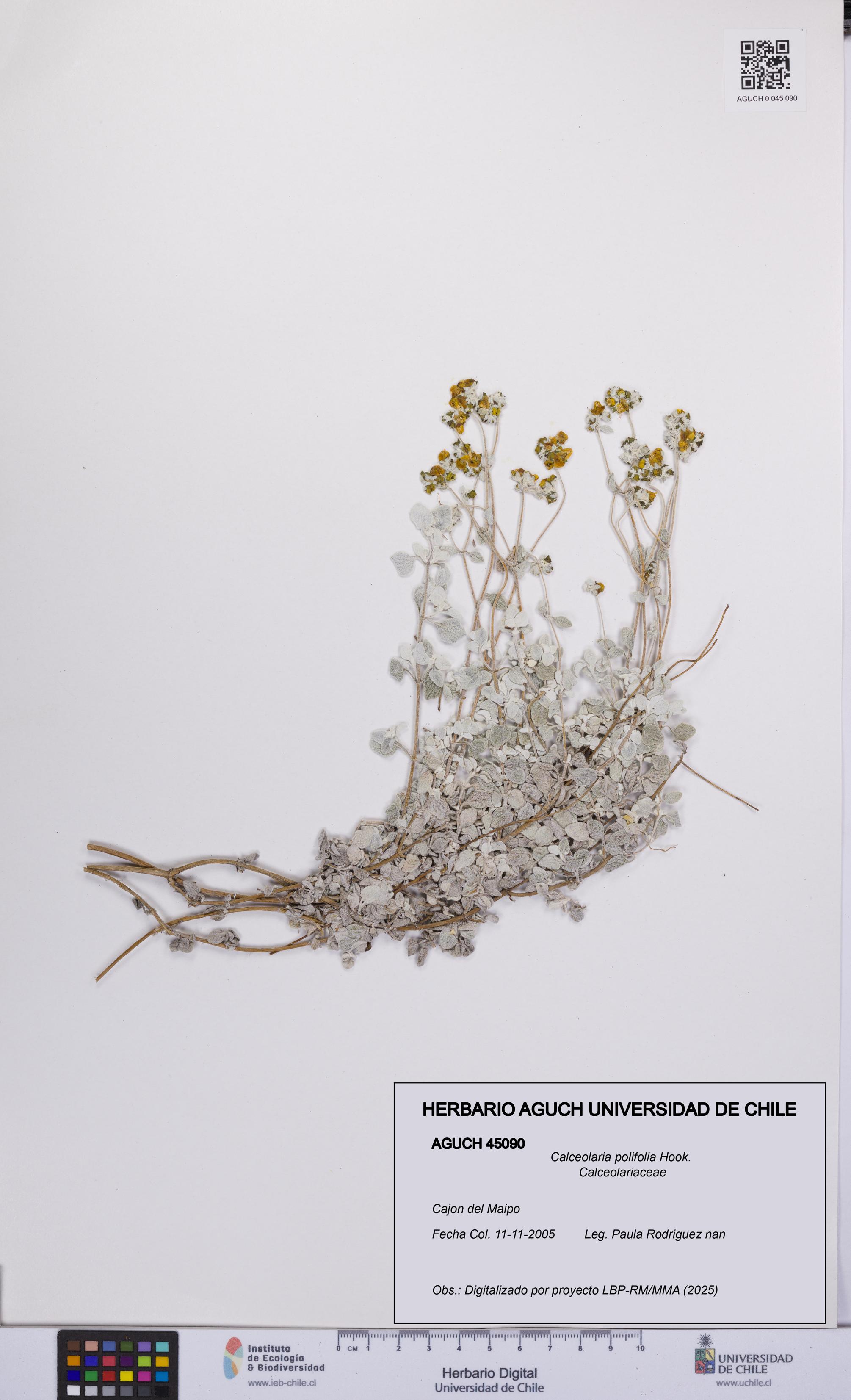 Calceolaria polifolia [Espécimen: UCH:AGUCH:0045090]