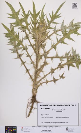 Cirsium vulgare [Espécimen: UCH:AGUCH:0045093]