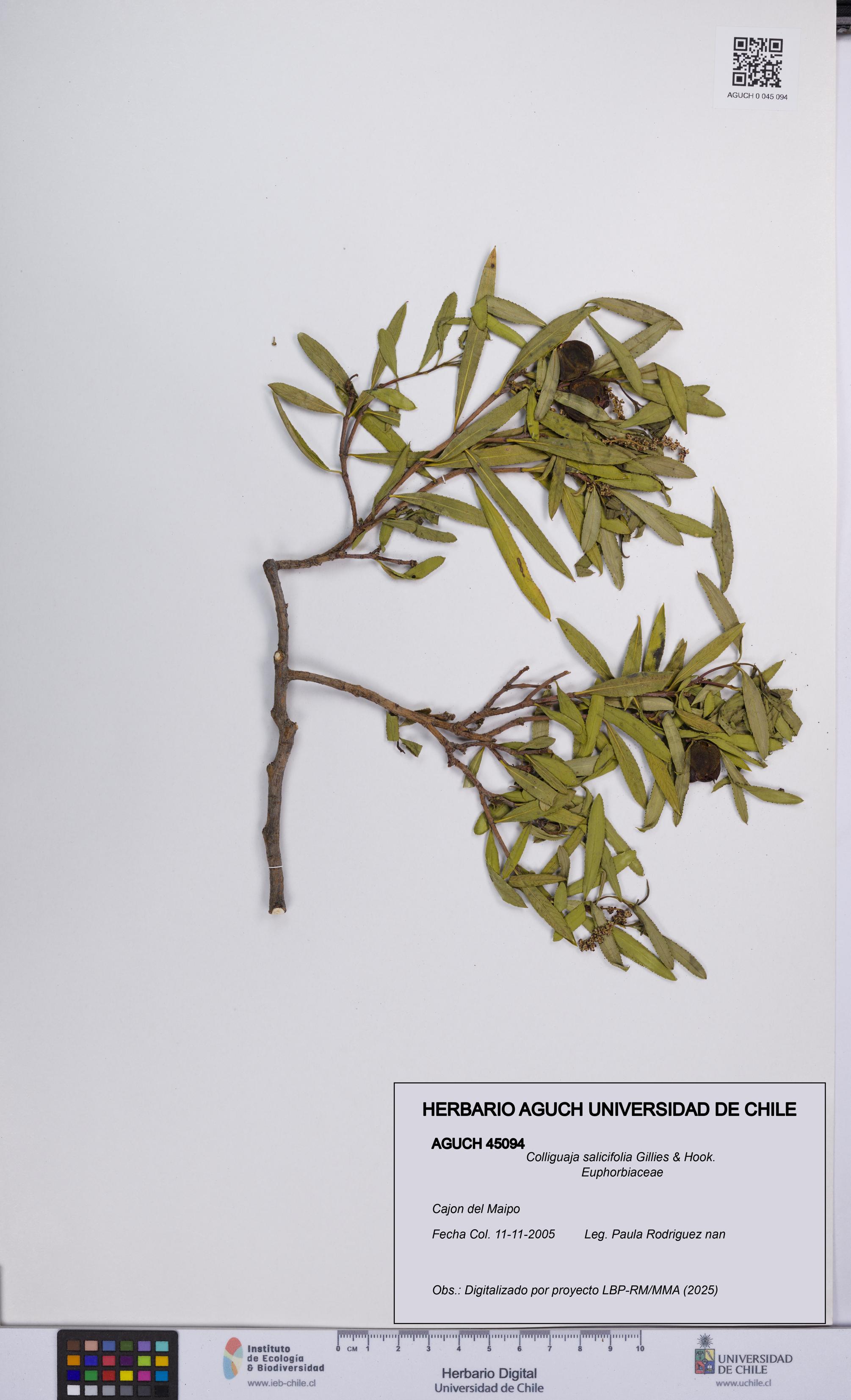 Colliguaja salicifolia [Espécimen: UCH:AGUCH:0045094]