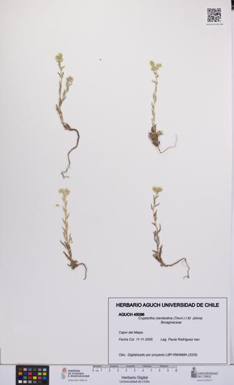 Cryptantha clandestina [Espécimen: UCH:AGUCH:0045096]