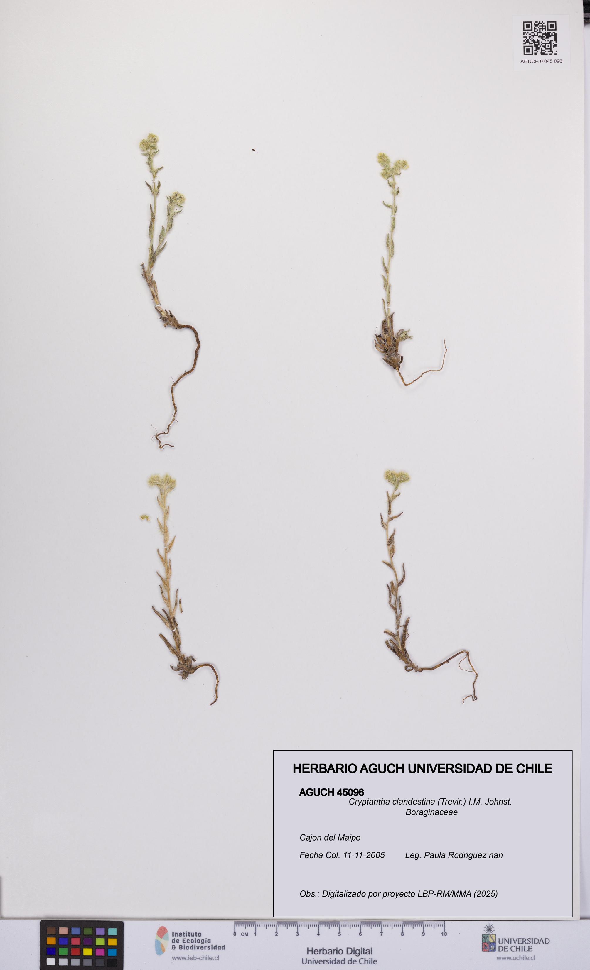 Cryptantha clandestina [Espécimen: UCH:AGUCH:0045096]