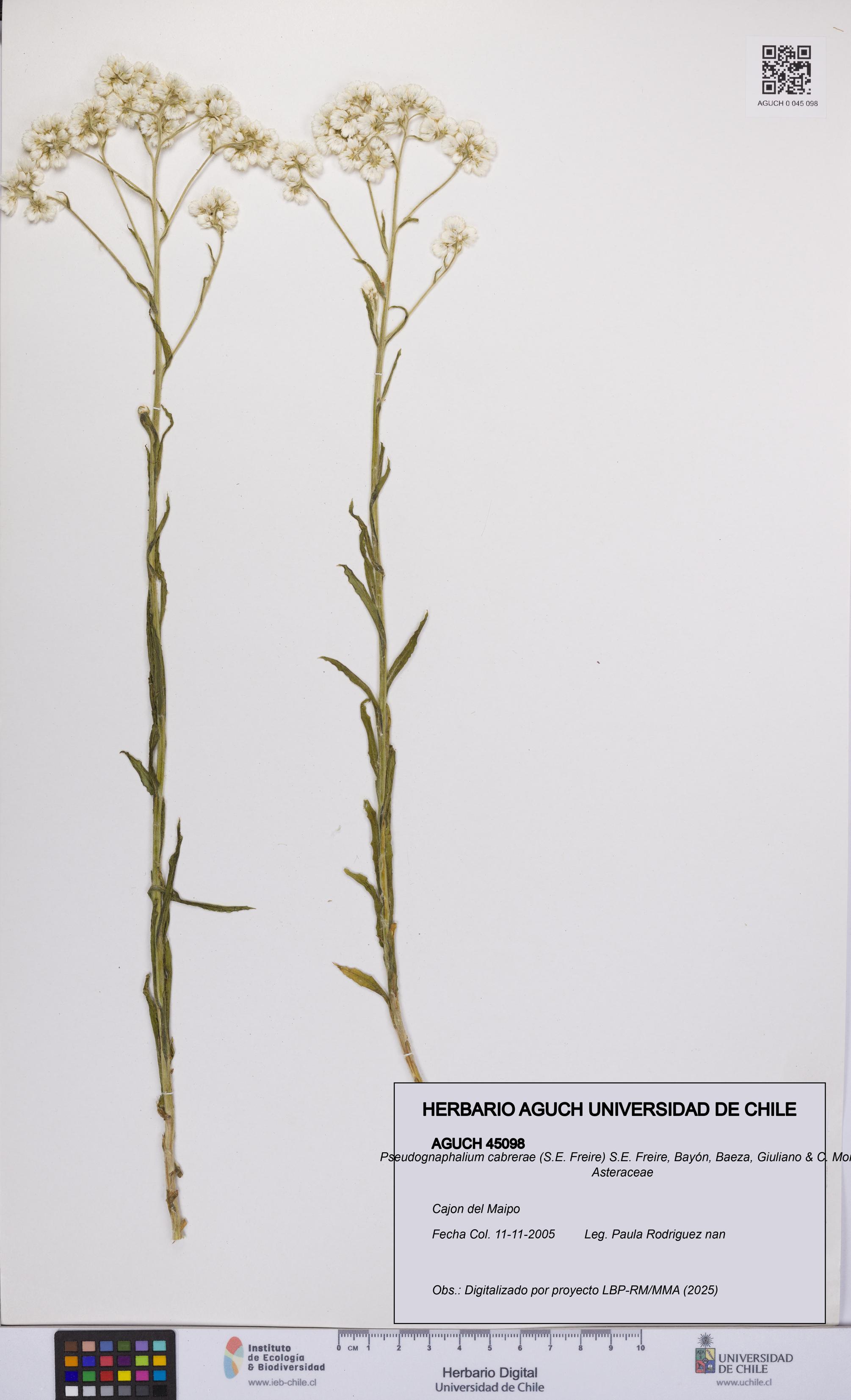 Pseudognaphalium cabrerae [Espécimen: UCH:AGUCH:0045098]