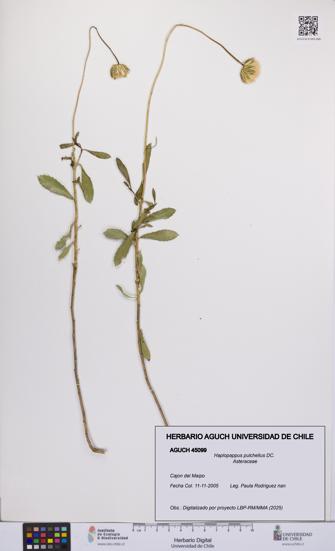 Haplopappus pulchellus [Espécimen: UCH:AGUCH:0045099]