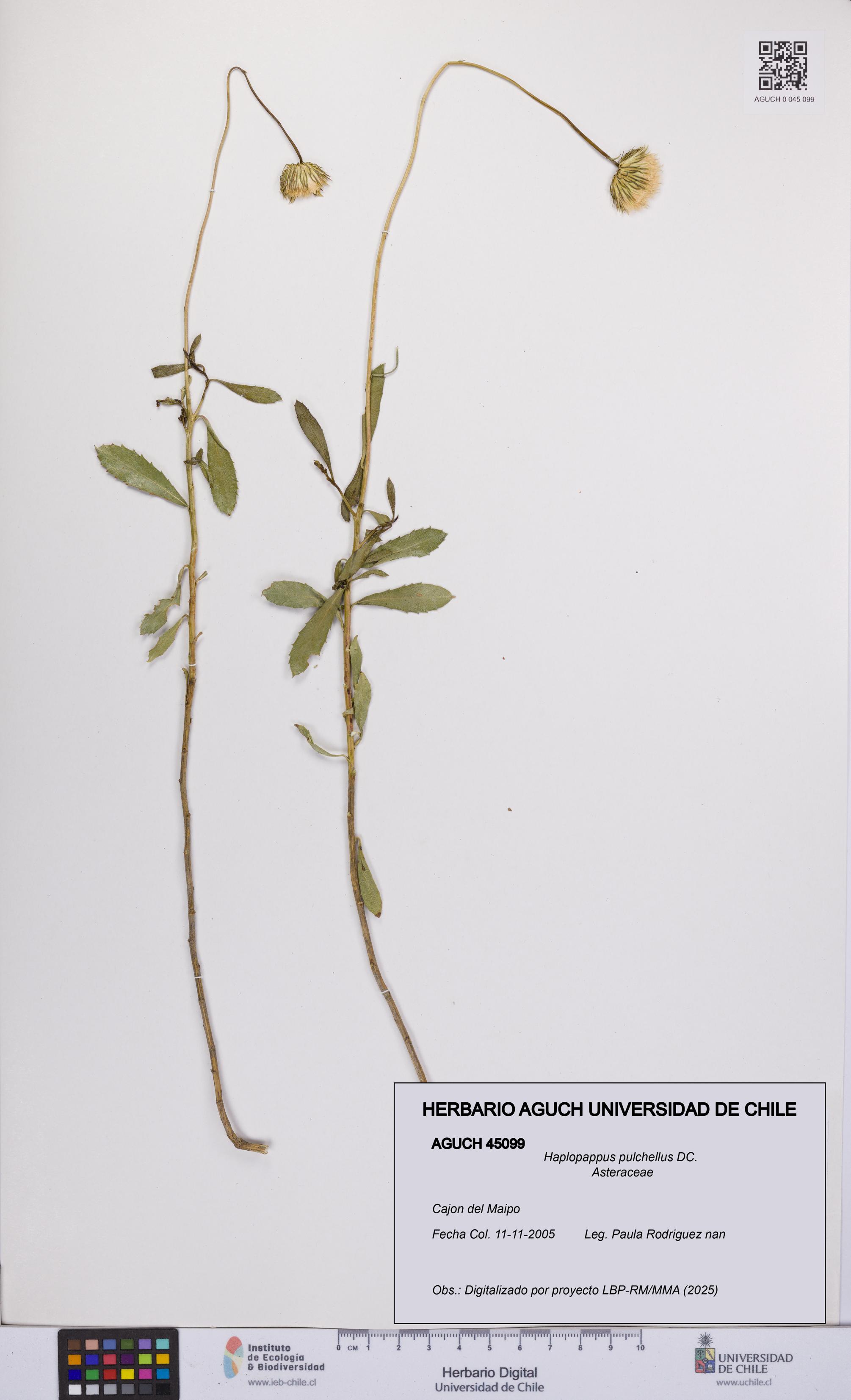 Haplopappus pulchellus [Espécimen: UCH:AGUCH:0045099]