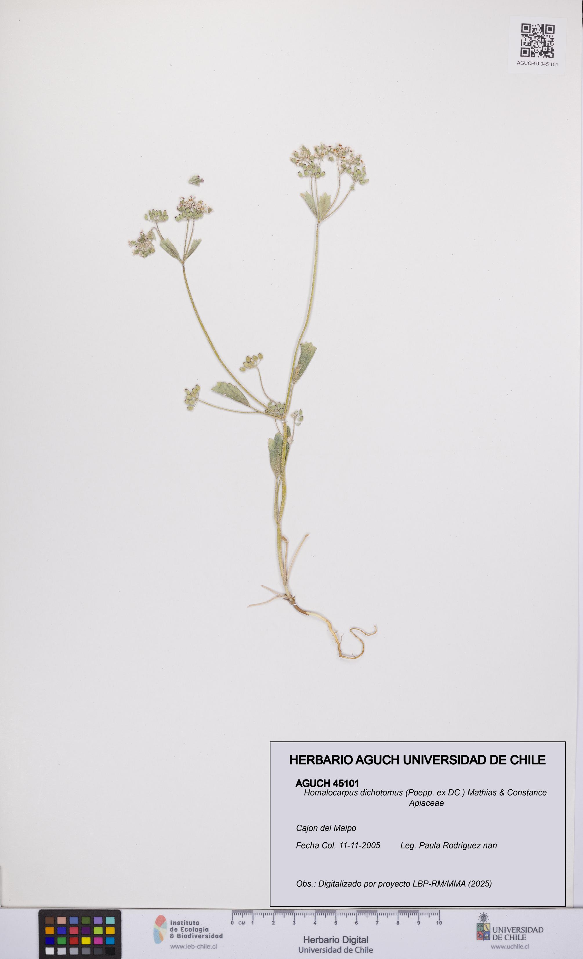 Homalocarpus dichotomus [Espécimen: UCH:AGUCH:0045101]