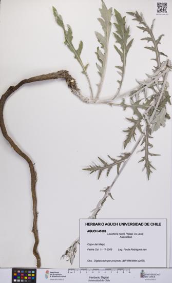 Leucheria rosea [Espécimen: UCH:AGUCH:0045102]