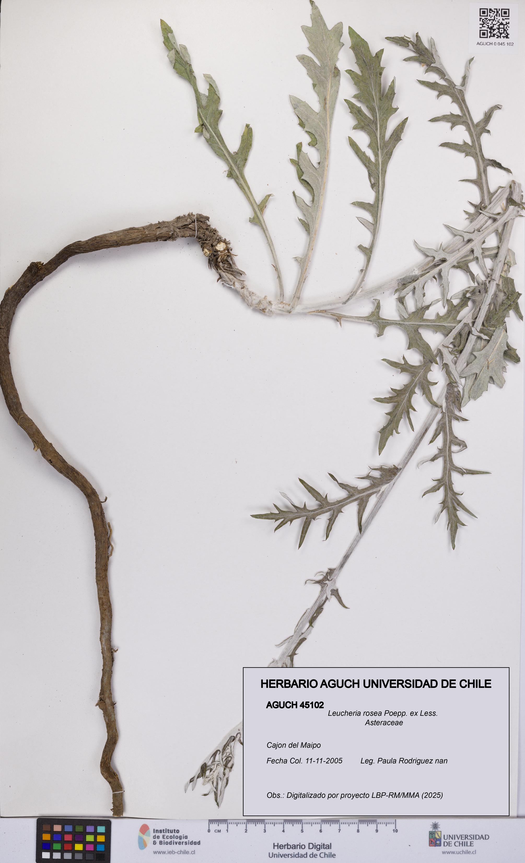 Leucheria rosea [Espécimen: UCH:AGUCH:0045102]