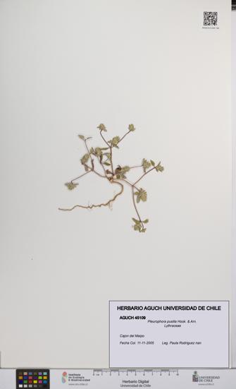 Pleurophora pusilla [Espécimen: UCH:AGUCH:0045109]