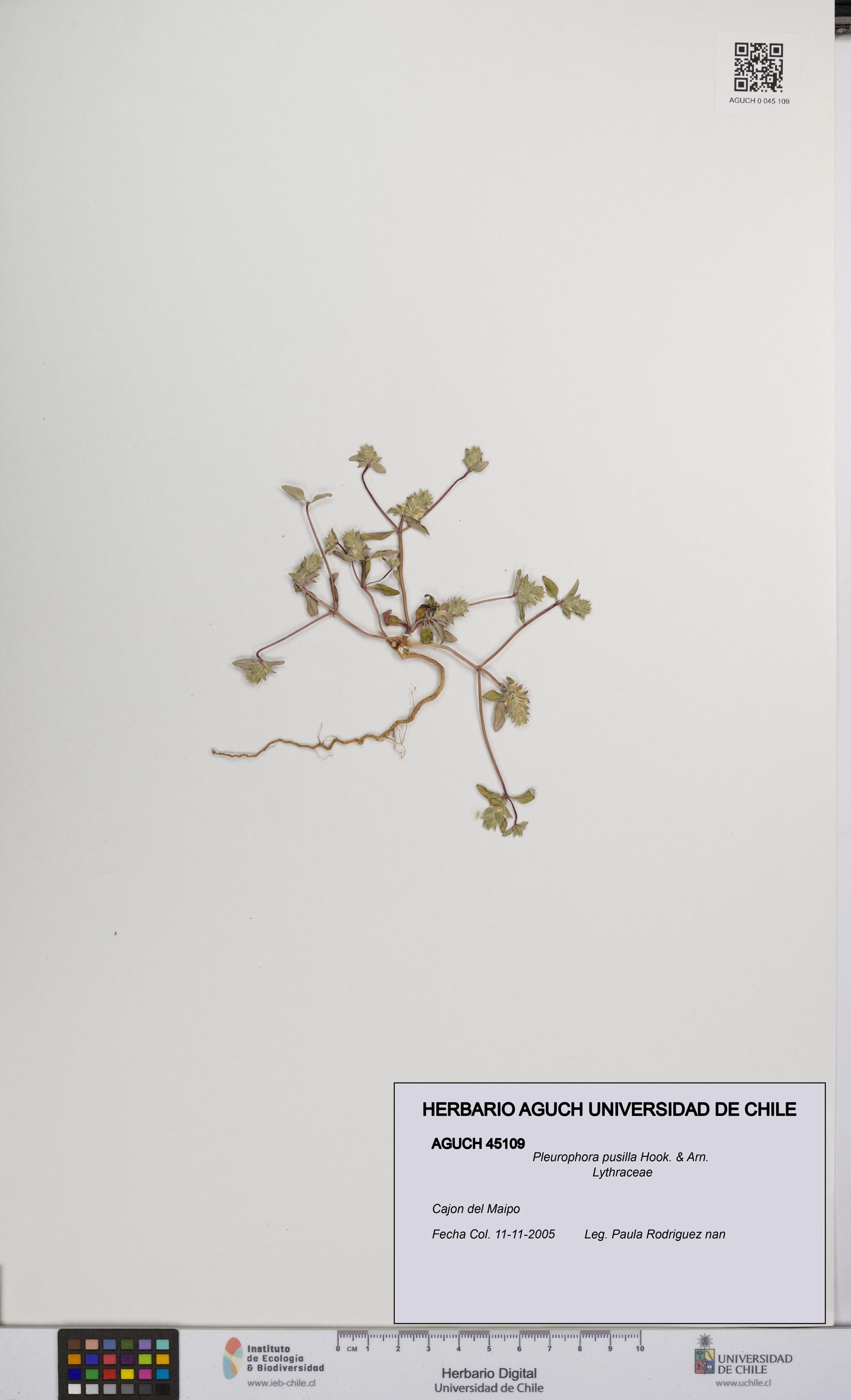 Pleurophora pusilla [Espécimen: UCH:AGUCH:0045109]