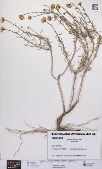 Senecio chilensis [Espécimen: UCH:AGUCH:0045110]