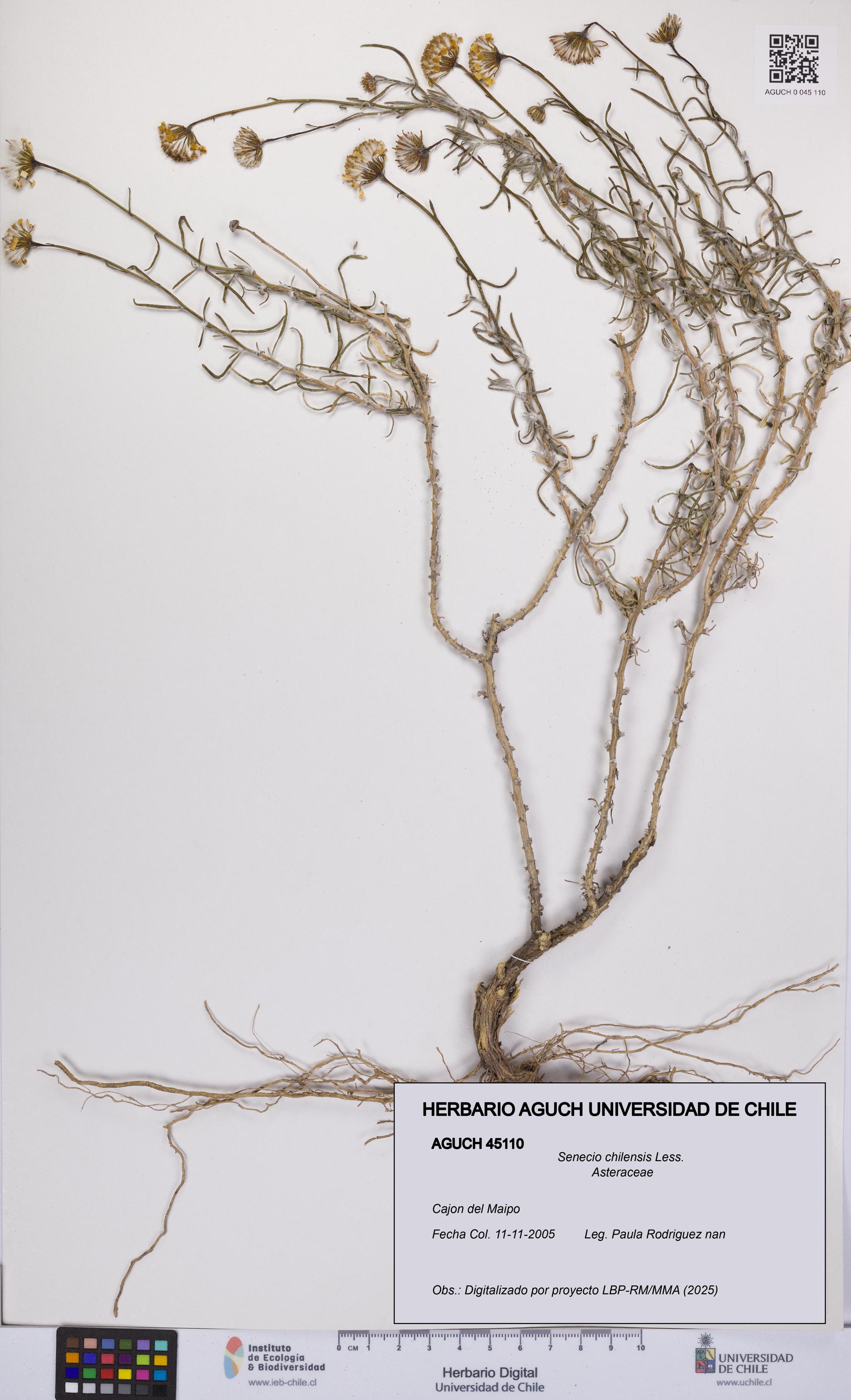 Senecio chilensis [Espécimen: UCH:AGUCH:0045110]