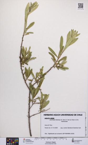Gochnatia foliolosa [Espécimen: UCH:AGUCH:0045250]