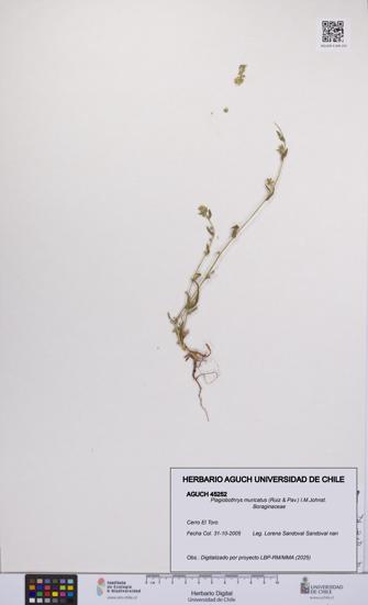 Plagiobothrys muricatus [Espécimen: ]