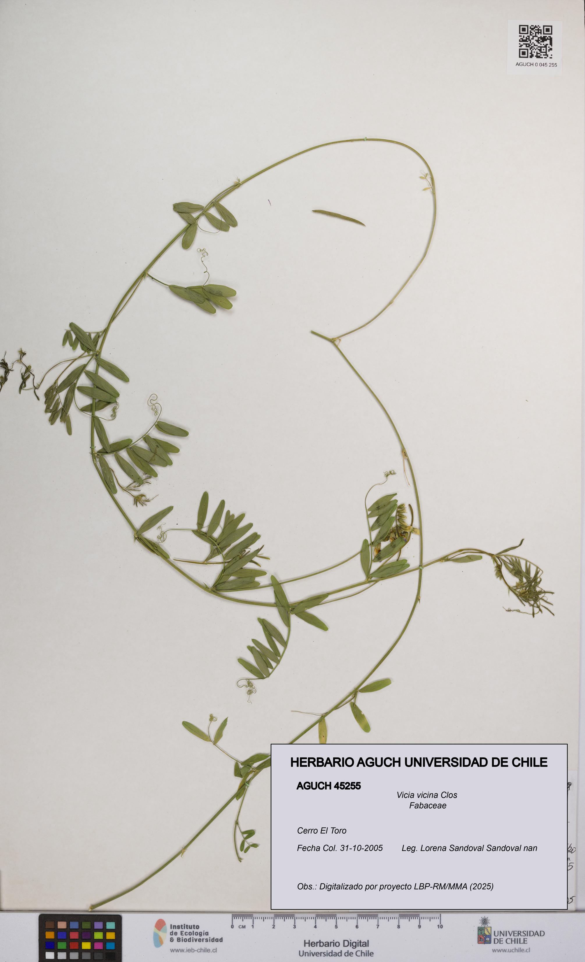 Vicia vicina [Espécimen: UCH:AGUCH:0045255]