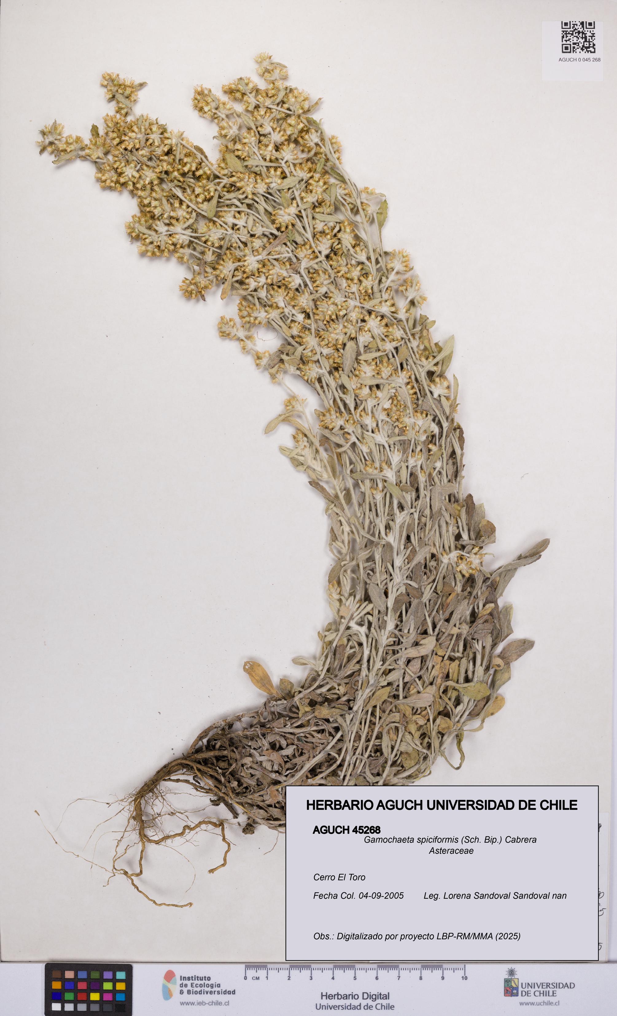 Gamochaeta spiciformis [Espécimen: UCH:AGUCH:0045268]