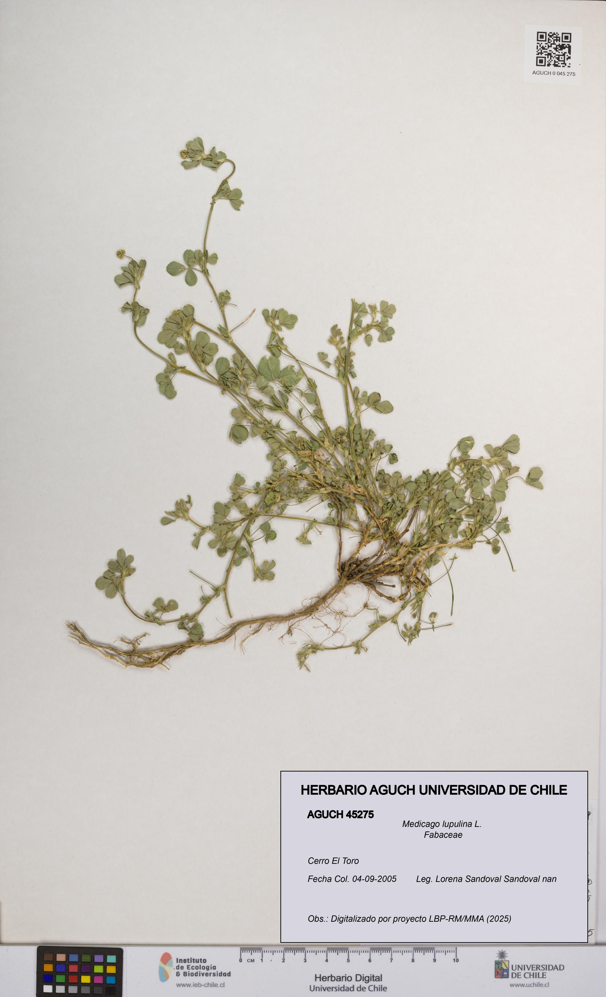 Medicago lupulina [Espécimen: UCH:AGUCH:0045275]