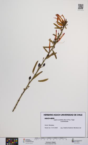 Ligaria cuneifolia [Espécimen: UCH:AGUCH:0045576]