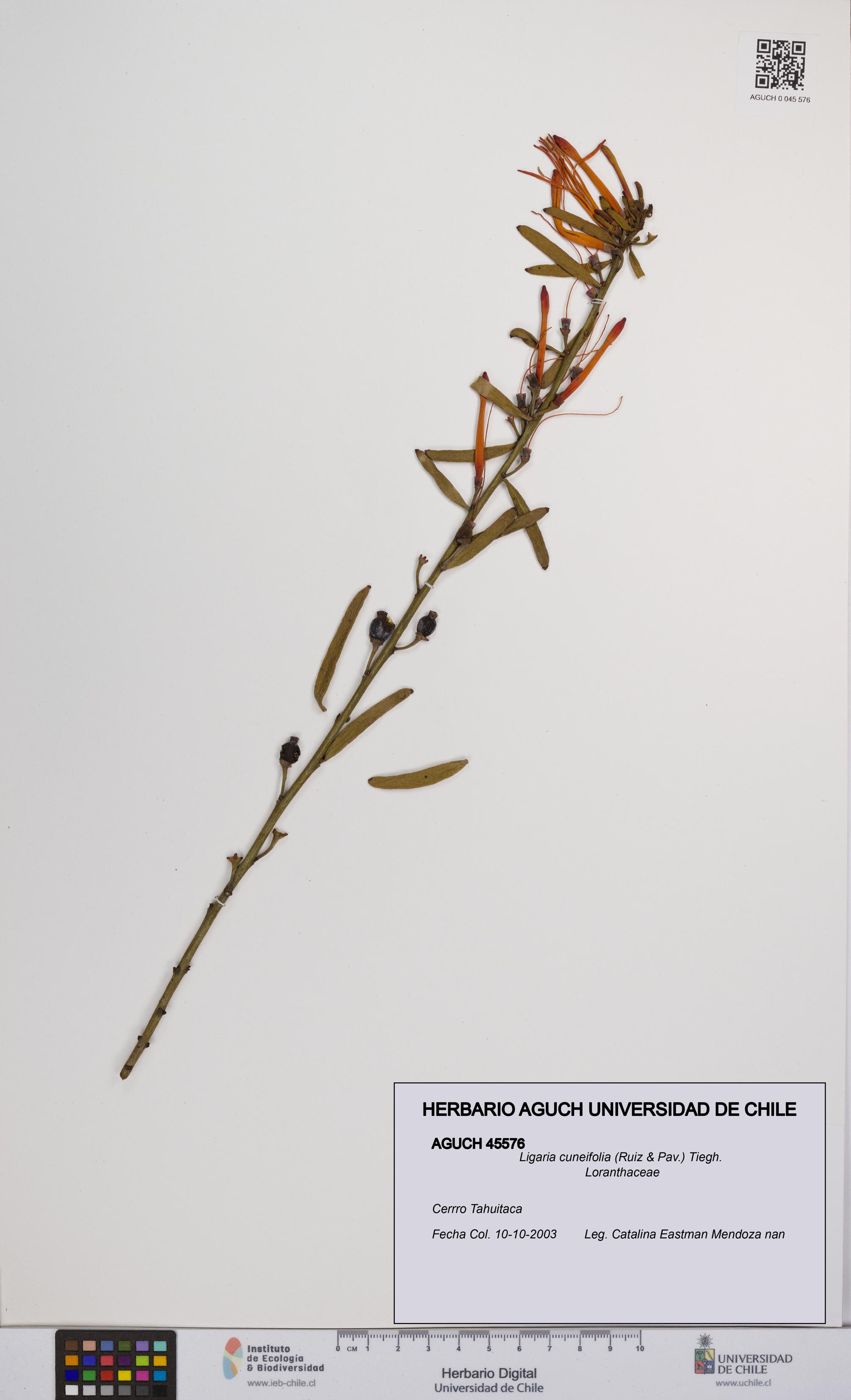 Ligaria cuneifolia [Espécimen: UCH:AGUCH:0045576]