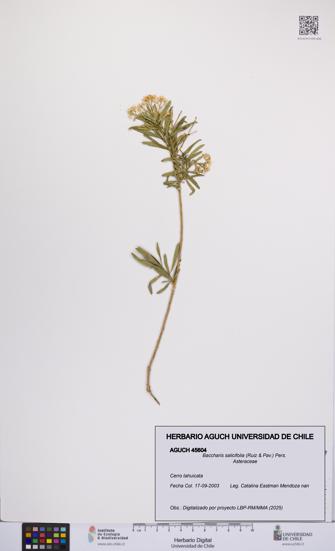 Baccharis salicifolia [Espécimen: UCH:AGUCH:0045604]