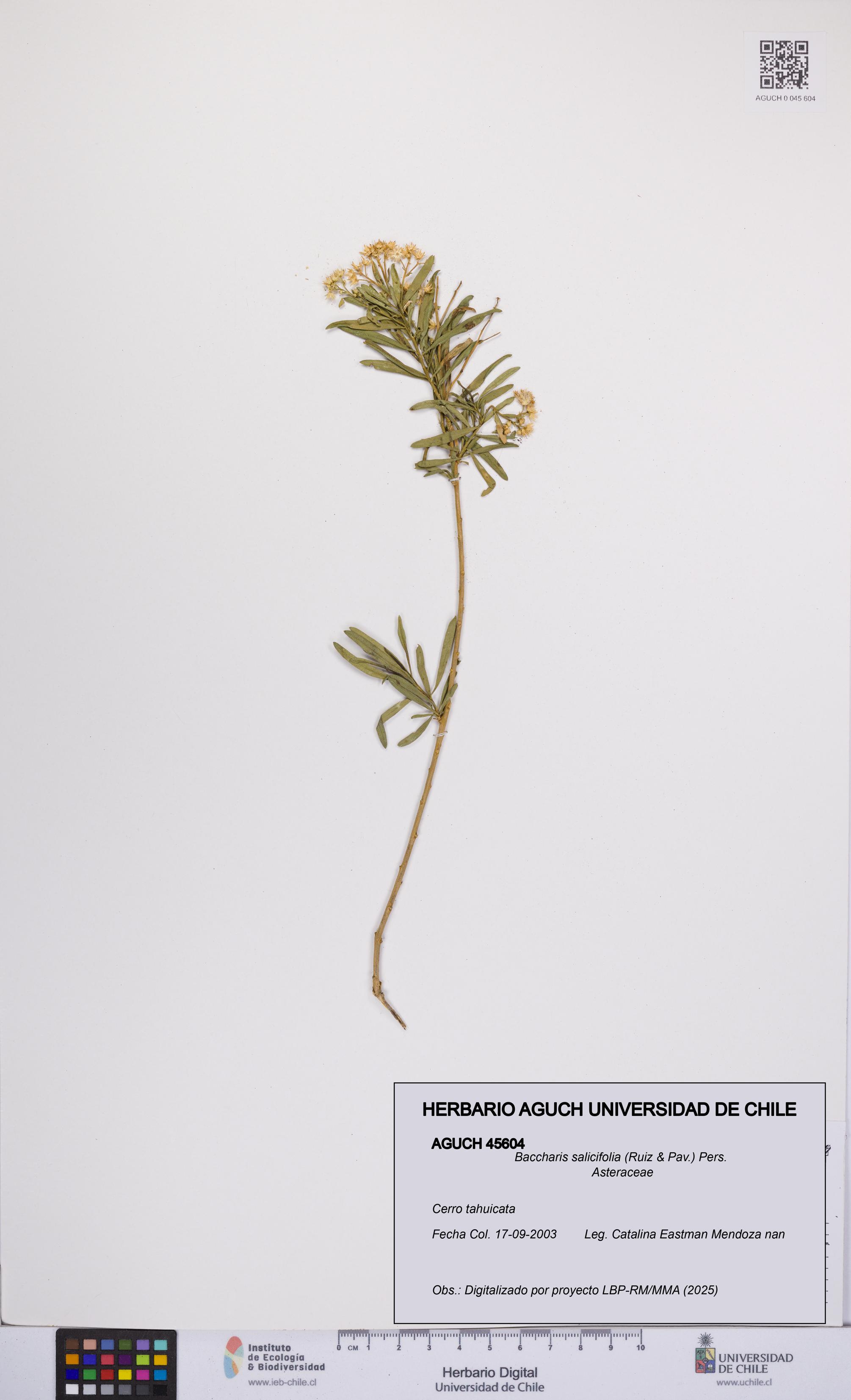 Baccharis salicifolia [Espécimen: UCH:AGUCH:0045604]