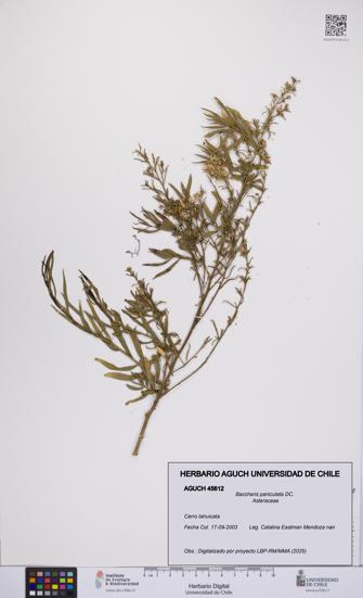 Baccharis paniculata [Espécimen: UCH:AGUCH:0045612]
