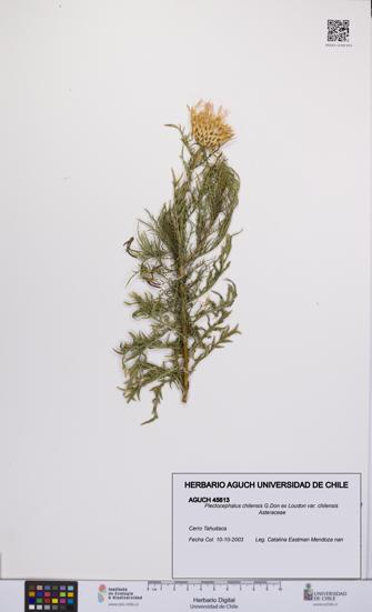 Plectocephalus chilensis var. chilensis [Espécimen: UCH:AGUCH:0045613]