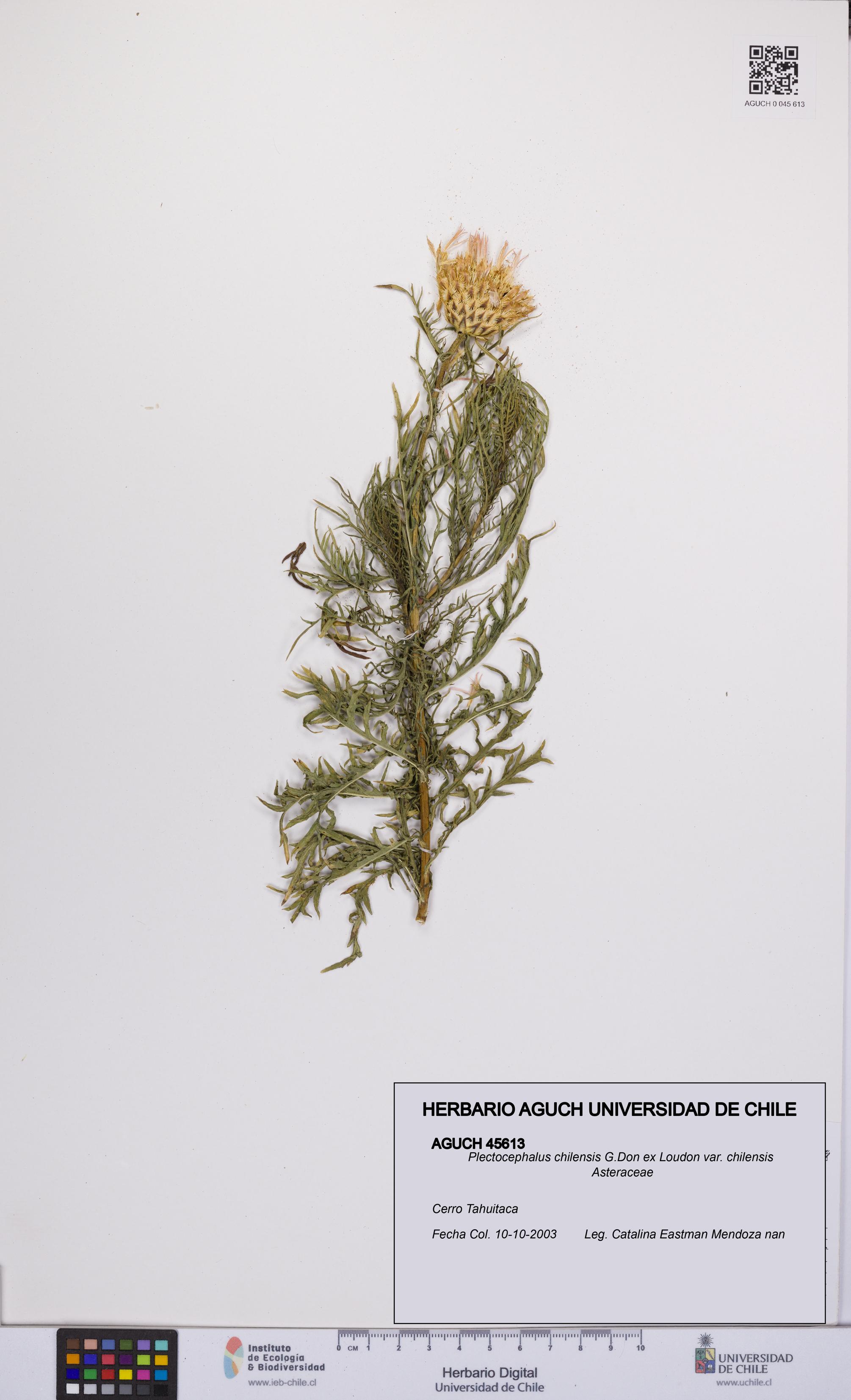 Plectocephalus chilensis var. chilensis [Espécimen: UCH:AGUCH:0045613]