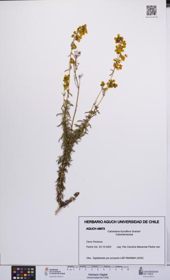 Calceolaria thyrsiflora [Espécimen: UCH:AGUCH:0045673]