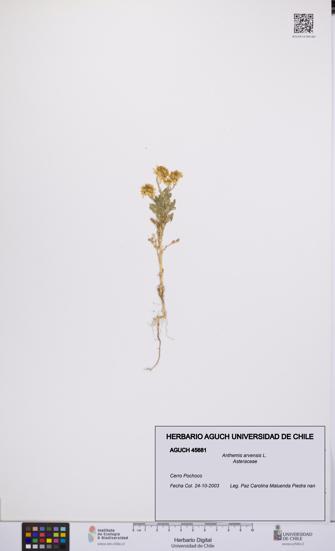 Anthemis arvensis [Espécimen: UCH:AGUCH:0045681]