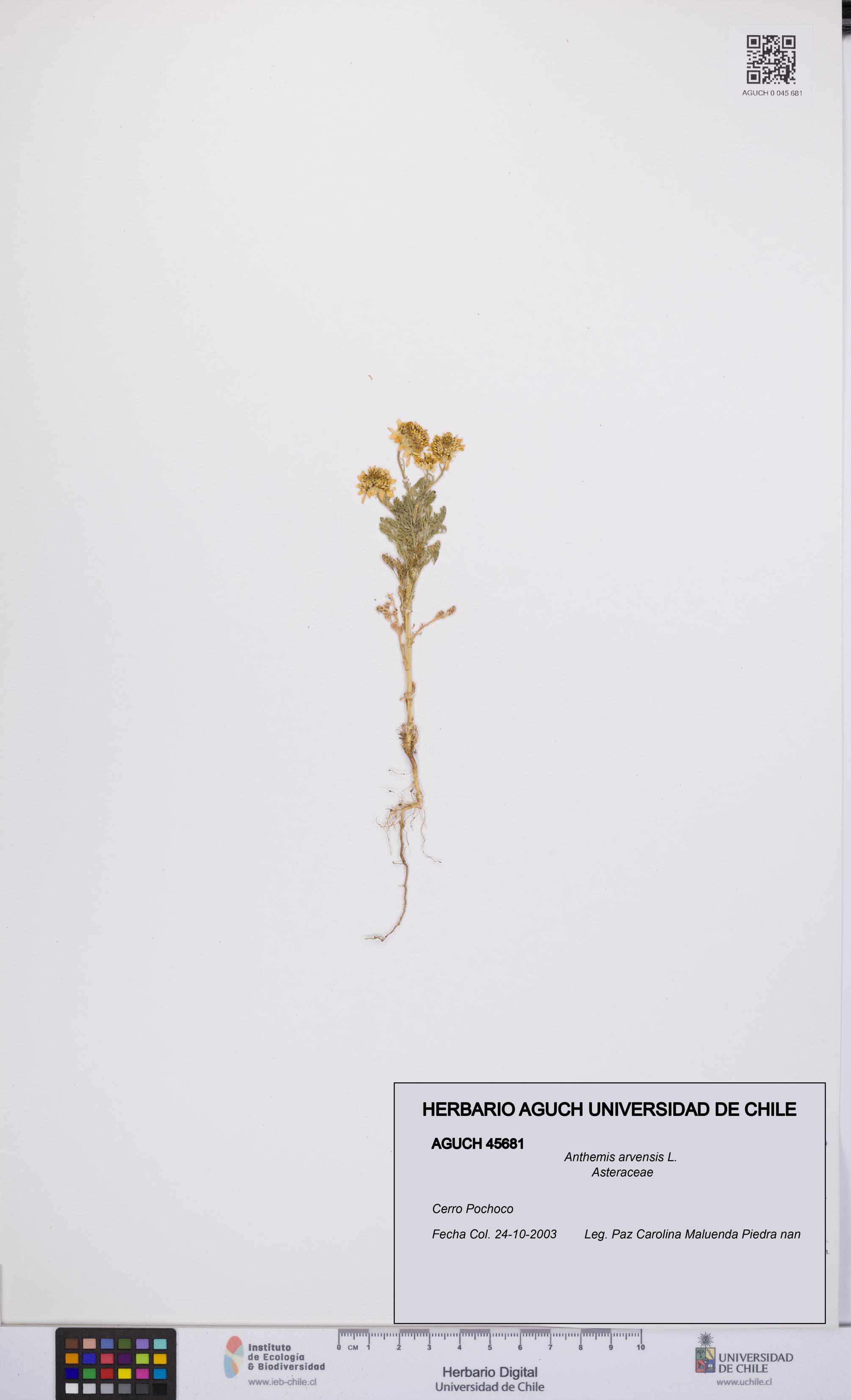 Anthemis arvensis [Espécimen: UCH:AGUCH:0045681]