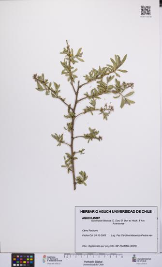 Gochnatia foliolosa [Espécimen: UCH:AGUCH:0045687]