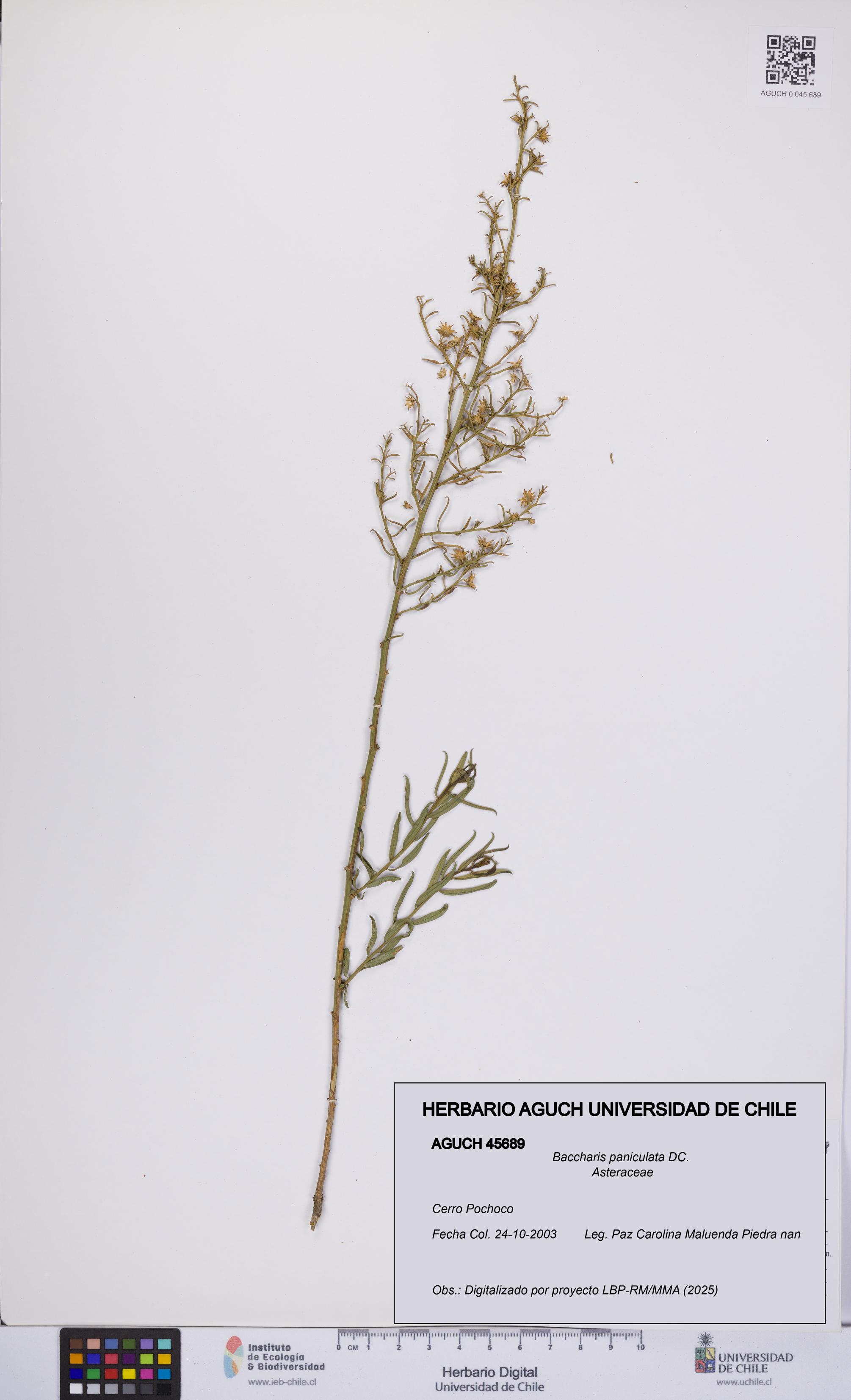 Baccharis paniculata [Espécimen: UCH:AGUCH:0045689]