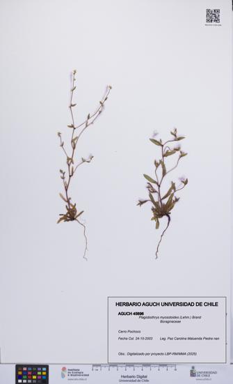 Plagiobothrys myosotoides [Espécimen: UCH:AGUCH:0045696]