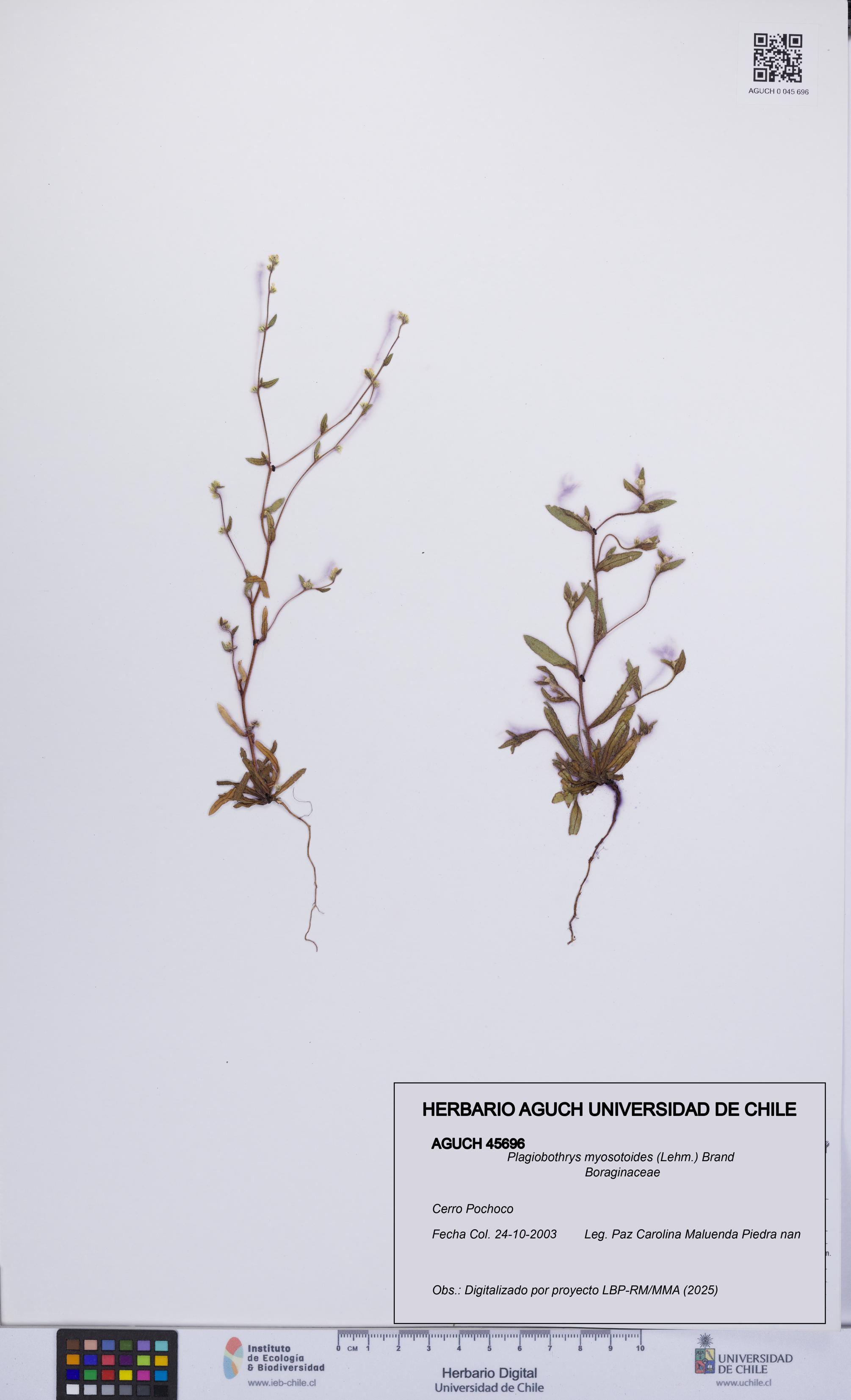 Plagiobothrys myosotoides [Espécimen: UCH:AGUCH:0045696]