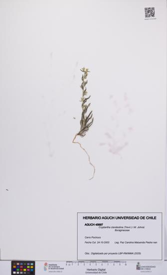 Cryptantha clandestina [Espécimen: UCH:AGUCH:0045697]