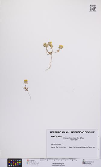 Chaetanthera ciliata [Espécimen: UCH:AGUCH:0045701]