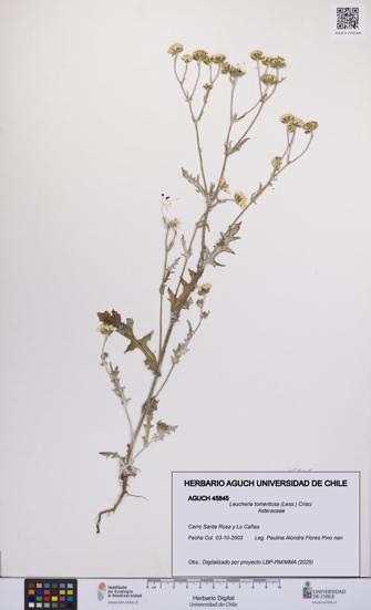 Leucheria tomentosa [Espécimen: UCH:AGUCH:0045845]