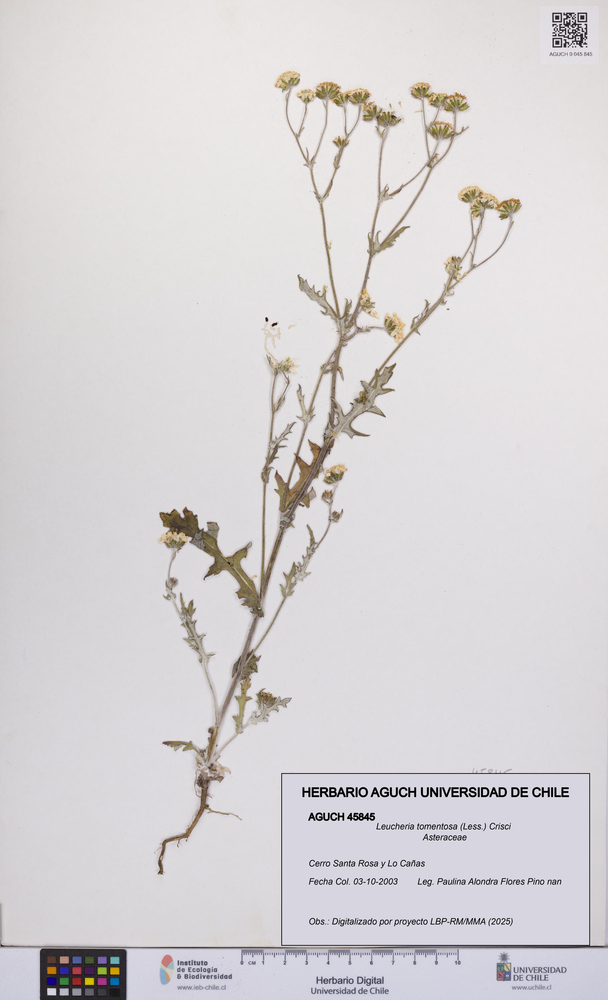 Leucheria tomentosa [Espécimen: UCH:AGUCH:0045845]
