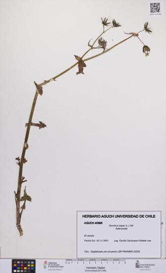 Sonchus asper [Espécimen: UCH:AGUCH:0045865]